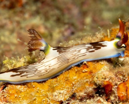 asien_philippinen_reisebericht_pollmann_negros_dauin_fish_unlimited_17
