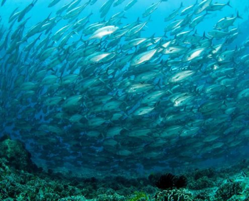 asien_philippinen_reisebericht_pollmann_negros_dauin_fish_unlimited_18
