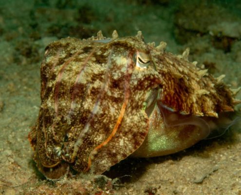 asien_philippinen_reisebericht_pollmann_negros_dauin_fish_unlimited_19