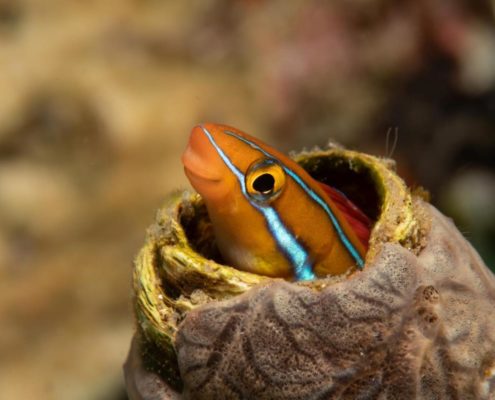 asien_philippinen_reisebericht_pollmann_negros_dauin_fish_unlimited_20