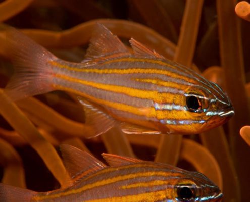 asien_philippinen_reisebericht_pollmann_negros_dauin_fish_unlimited_21
