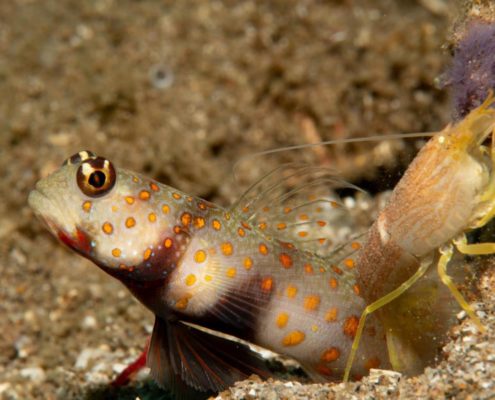 asien_philippinen_reisebericht_pollmann_negros_dauin_fish_unlimited_22
