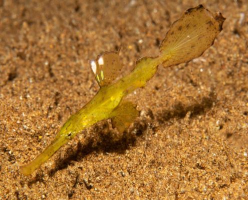 asien_philippinen_reisebericht_pollmann_negros_dauin_fish_unlimited_23