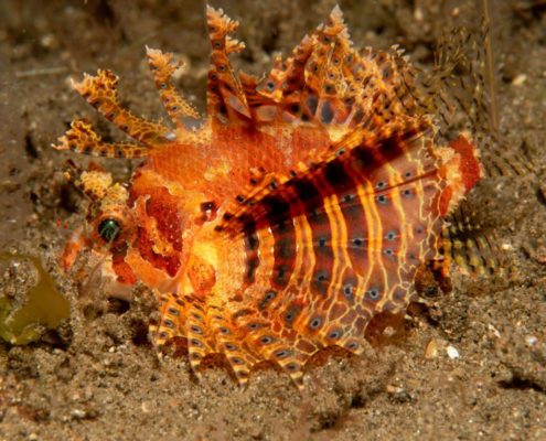 asien_philippinen_reisebericht_pollmann_negros_dauin_fish_unlimited_24