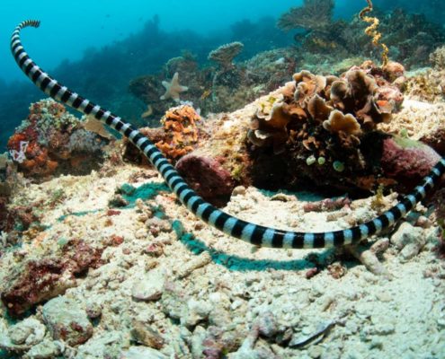 asien_philippinen_reisebericht_pollmann_negros_dauin_fish_unlimited_25