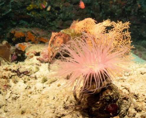 asien_philippinen_reisebericht_pollmann_negros_dauin_fish_unlimited_26