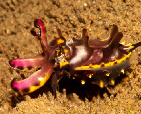 asien_philippinen_reisebericht_pollmann_negros_dauin_fish_unlimited_5