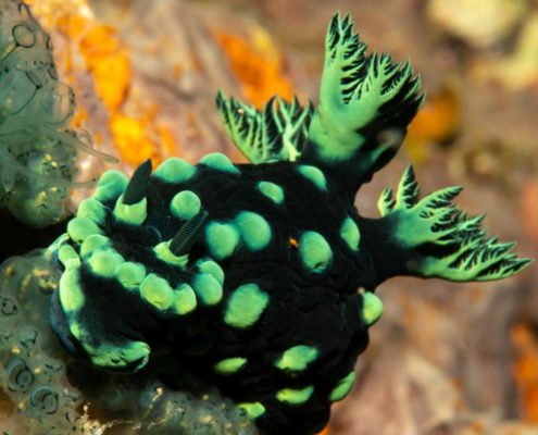asien_philippinen_reisebericht_pollmann_negros_dauin_fish_unlimited_6