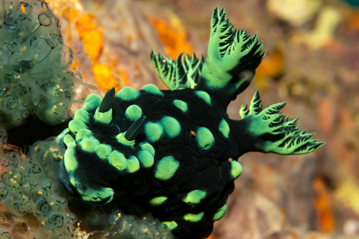 asien_philippinen_reisebericht_pollmann_negros_dauin_fish_unlimited_6