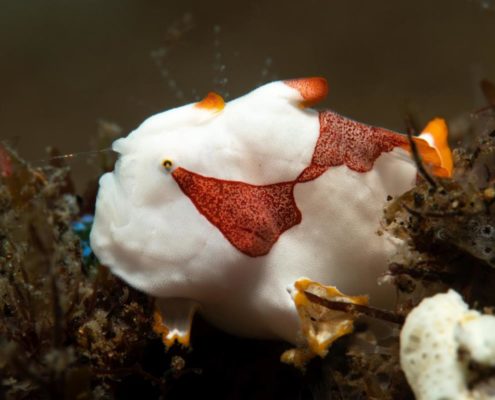 asien_philippinen_reisebericht_pollmann_negros_dauin_fish_unlimited_7