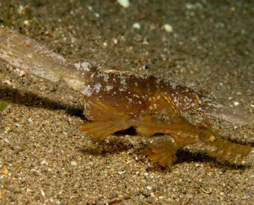 asien_philippinen_reisebericht_pollmann_negros_dauin_fish_unlimited_8