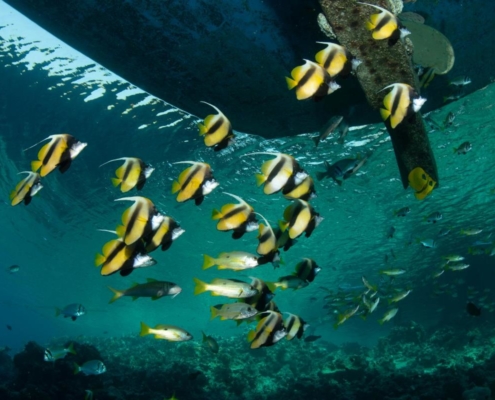 aegypten_el_quseir_mangrove_bay_pollmann_unterwasser03