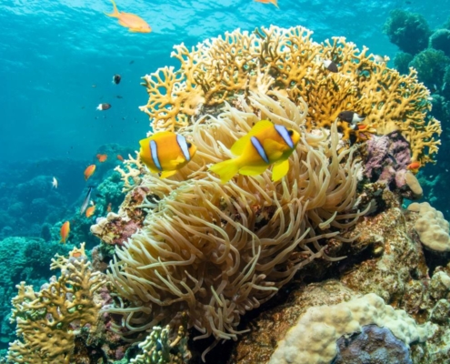 aegypten_el_quseir_mangrove_bay_pollmann_unterwasser04