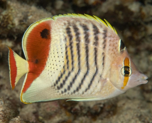 aegypten_el_quseir_mangrove_bay_pollmann_unterwasser05
