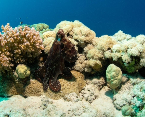 aegypten_el_quseir_mangrove_bay_pollmann_unterwasser06