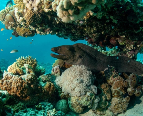 aegypten_el_quseir_mangrove_bay_pollmann_unterwasser07
