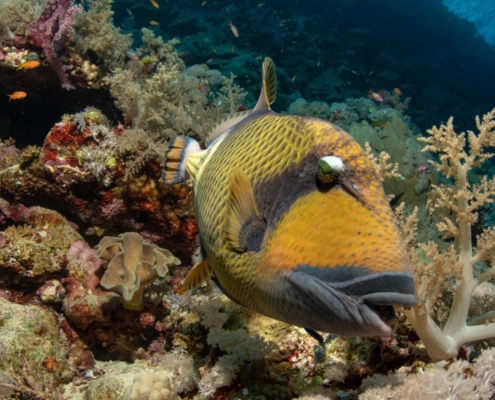 egypten_el_quseir_mangrove_bay_pollmann_unterwasser08
