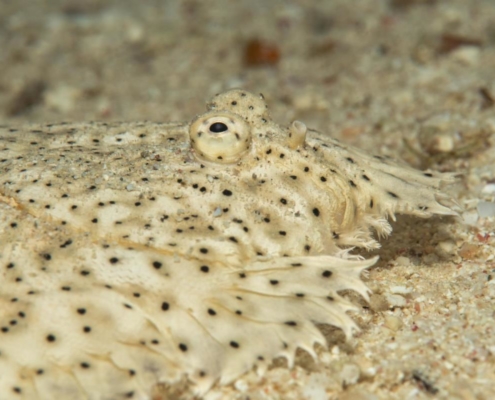aegypten_el_quseir_mangrove_bay_pollmann_unterwasser12