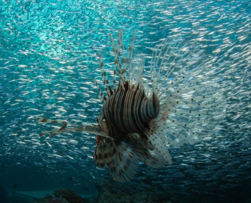 aegypten_el_quseir_mangrove_bay_pollmann_unterwasser19