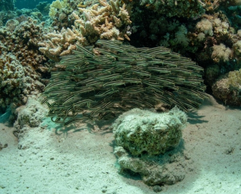 aegypten_el_quseir_mangrove_bay_pollmann_unterwasser20