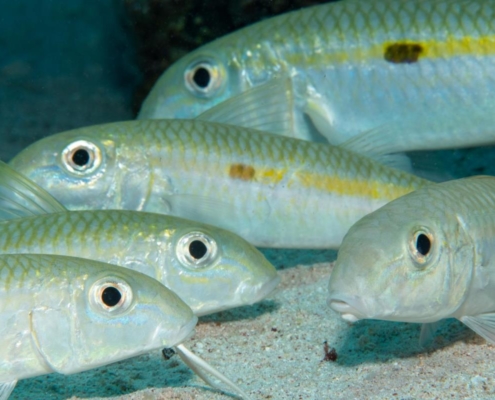 aegypten_el_quseir_mangrove_bay_pollmann_unterwasser21