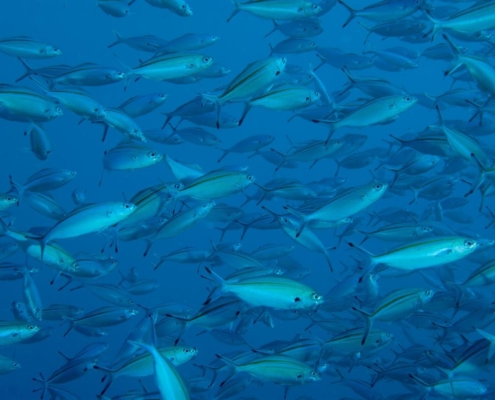 aegypten_el_quseir_mangrove_bay_pollmann_unterwasser23