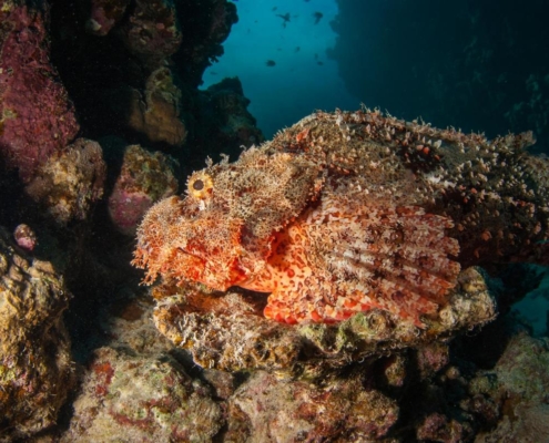 aegypten_el_quseir_mangrove_bay_pollmann_unterwasser25