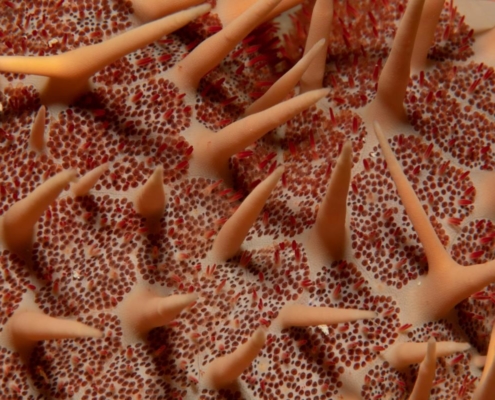 Dornenkrone, crown of thorns starfish, Acanthaster planci, Egypt, Red sea