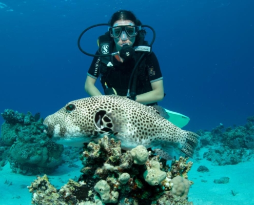 aegypten_el_quseir_mangrove_bay_pollmann_unterwasser30