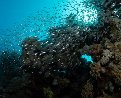 aegypten_el_quseir_mangrove_bay_pollmann_unterwasser32