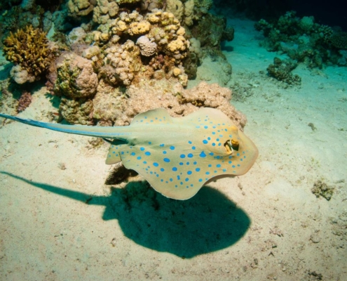 egypten_el_quseir_mangrove_bay_pollmann_unterwasser77