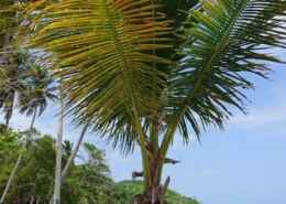 kolumbien_providencia_san_andres_reisebericht_urlaub_karibik_13