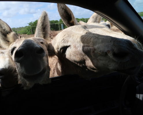 karibik_bonaire_antillen_restaurant_tauchparadies_eselfarm_donkey_sanctuary_