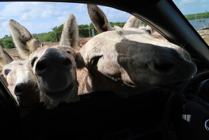 karibik_bonaire_antillen_restaurant_tauchparadies_eselfarm_donkey_sanctuary_