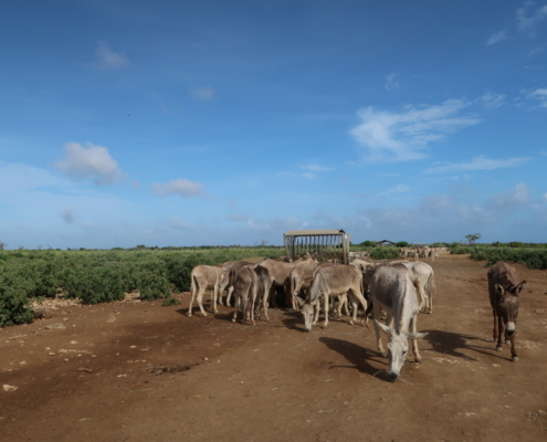 karibik_bonaire_antillen_restaurant_tauchparadies_eselfarm_donkey_sanctuary_2