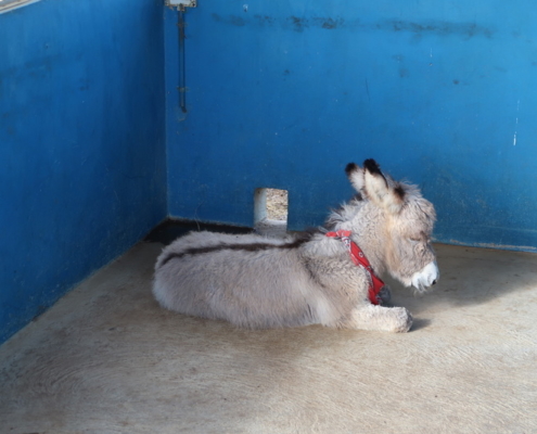 karibik_bonaire_antillen_restaurant_tauchparadies_eselfarm_donkey_sanctuary_3