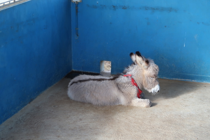 karibik_bonaire_antillen_restaurant_tauchparadies_eselfarm_donkey_sanctuary_3