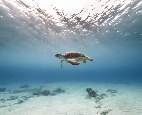 karibik_curacao_antillen_playa_grandi_schildkroeten_tauchplatz_2