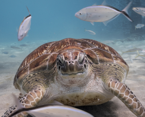 karibik_curacao_antillen_playa_grandi_schildkroeten_tauchplatz_3