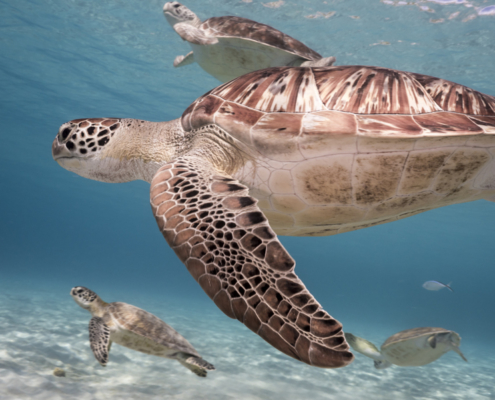 karibik_curacao_antillen_playa_grandi_schildkroeten_tauchplatz_4