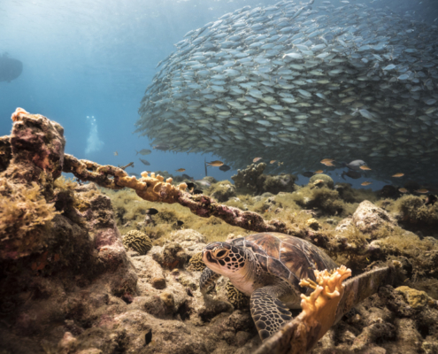 karibik_curacao_antillen_playa_lagun_fischschwarm_tauchplatz_1