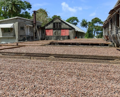 karibik-grenada-kakaobohnen_1