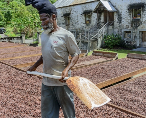 karibik-grenada-kakaobohnen_11