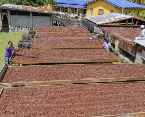 karibik-grenada-kakaobohnen_12