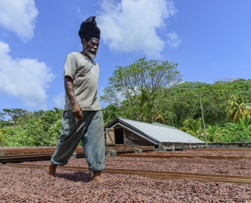 karibik-grenada-kakaobohnen_13