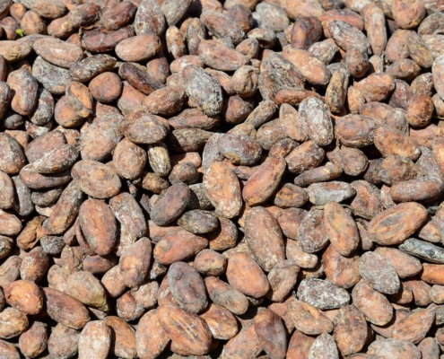 karibik-grenada-kakaobohnen_2