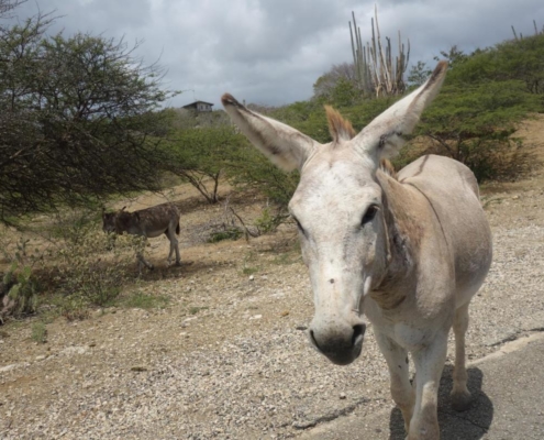 karibik_curacao_bonaire_gruppenreise_holger08