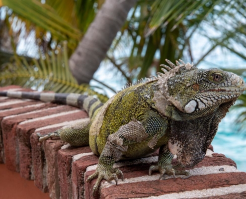 karibik_curacao_bonaire_gruppenreise_holger15