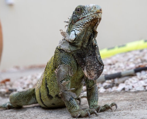 karibik_curacao_bonaire_gruppenreise_holger18
