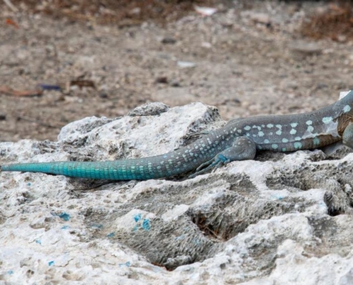 karibik_curacao_bonaire_gruppenreise_holger22